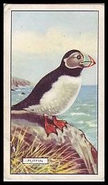 Puffin